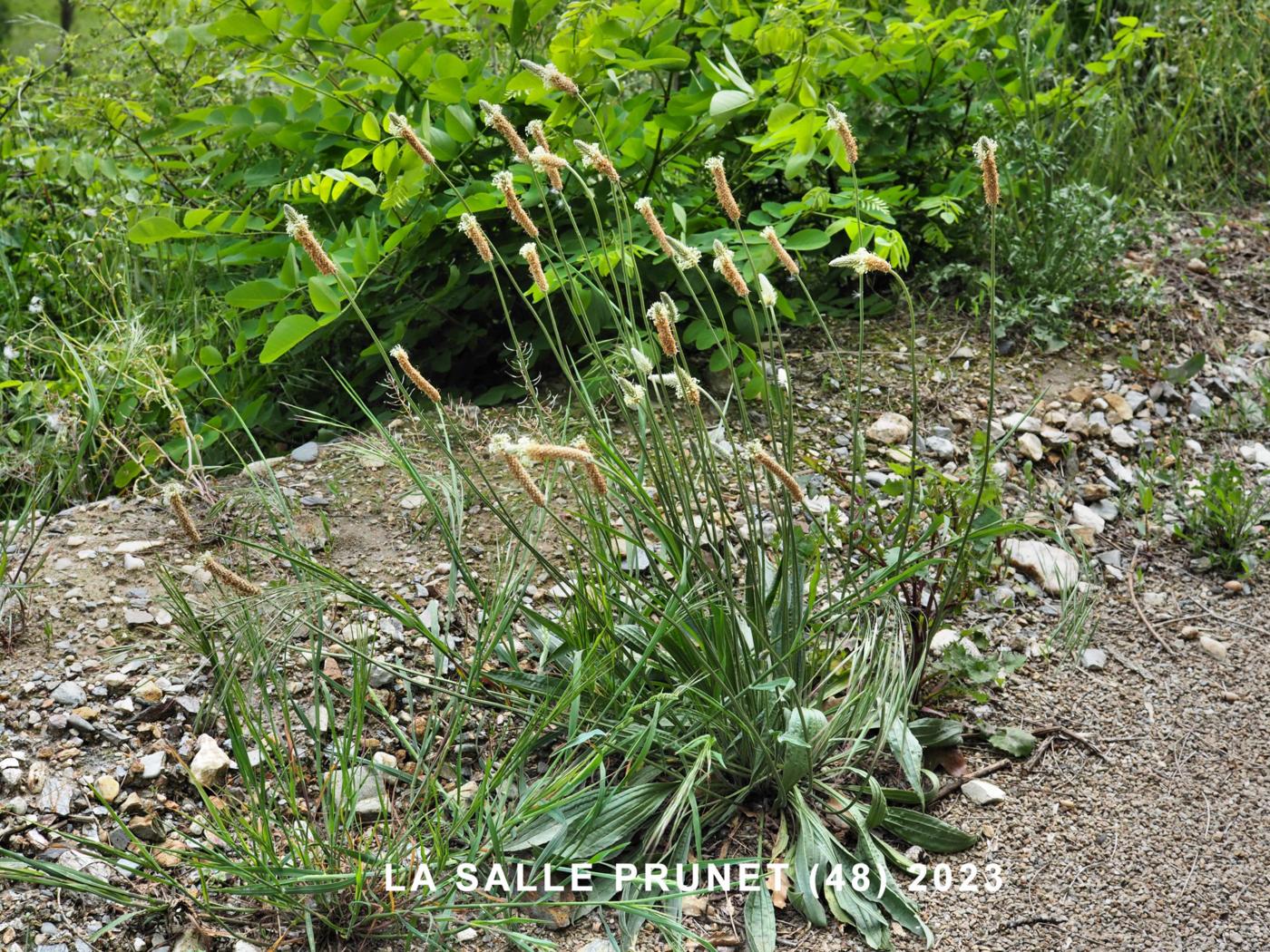 Plantain, Ribwort plant